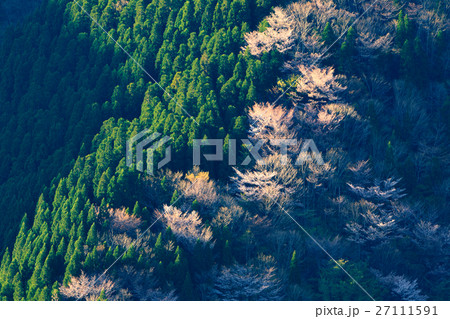 春のナメゴ谷 春のナメゴ谷 27111591