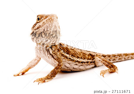 one agama bearded on the white background 27111671