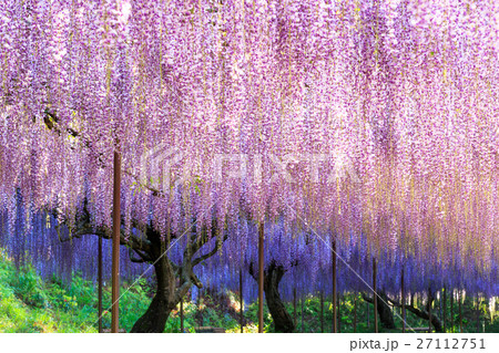 九尺ふじ 27112751