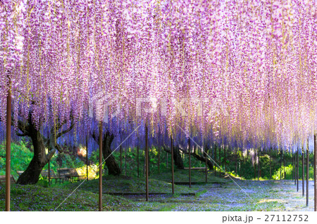 九尺ふじ 27112752