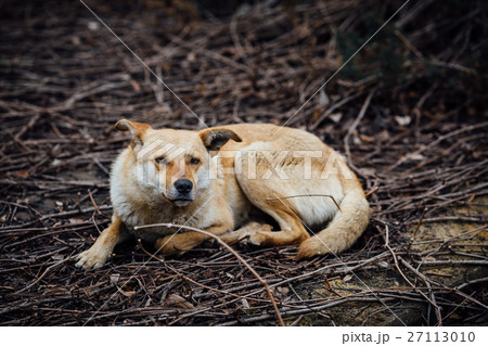Red-haired mongrel dog lay up on the branches and Red-haired mongrel dog lay up on the branches and 27113010