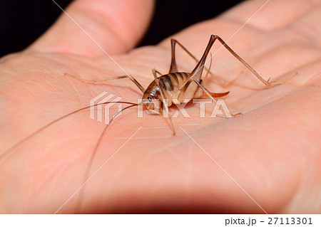 手の平のカマドウマ 手の平のカマドウマ 27113301