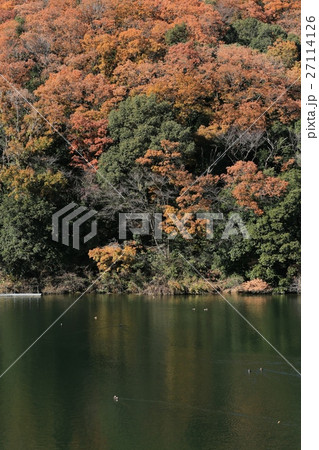 勘八峡の紅葉 27114126