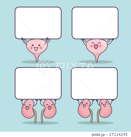 happy cartoon bladder and kidney 27114245