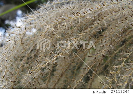 ススキの穂 27115244
