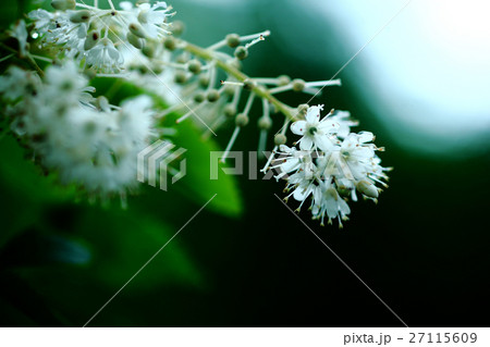 雨上りに咲くリョウブの花 雨上りに咲くリョウブの花 27115609