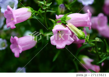 カンパニュラ　薄紅色の花 27115621