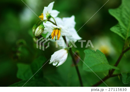 ワルナスビの花 ワルナスビの花 27115630