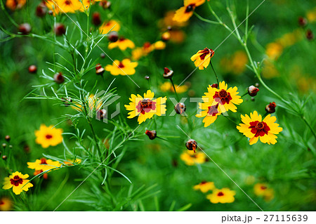 ハルシャギクの花 27115639