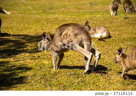 オーストラリアの草原にて 27116114