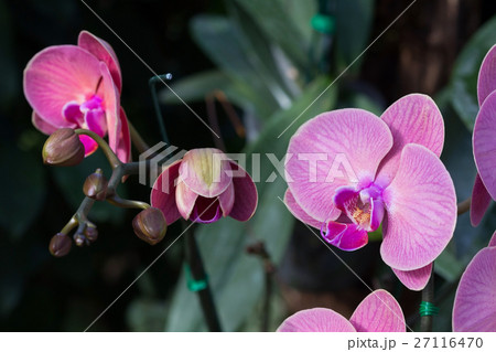 beautiful orchid flower in garden 27116470