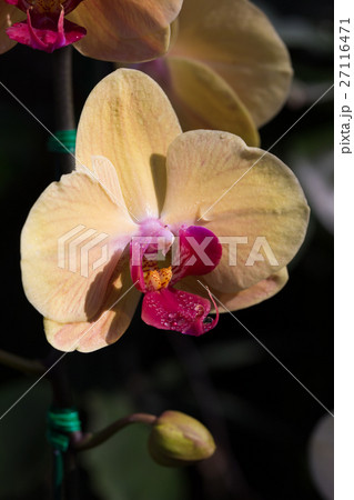 beautiful orchid flower in garden 27116471