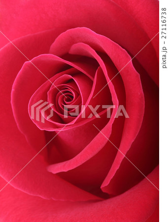 red rose flower with beautiful petals shape heart red rose flower with beautiful petals shape heart 27116738