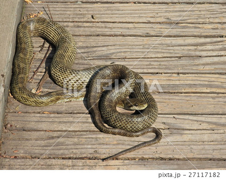 アオダイショウ ( 2016年5月 福井県大野市 ) 27117182