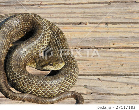 アオダイショウ ( 2016年5月 福井県大野市 ) 27117183