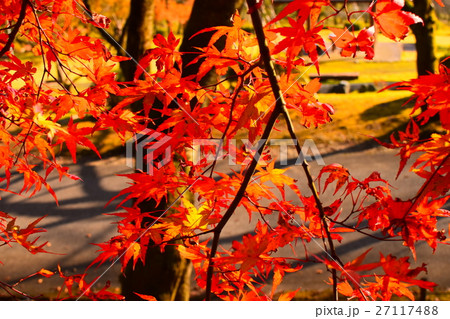 紅葉 紅葉 27117488