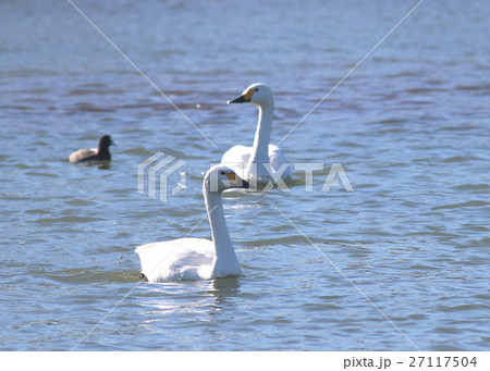 白鳥 27117504