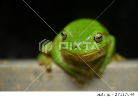 イエアメガエル 27117644