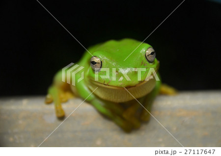 イエアメガエル 27117647