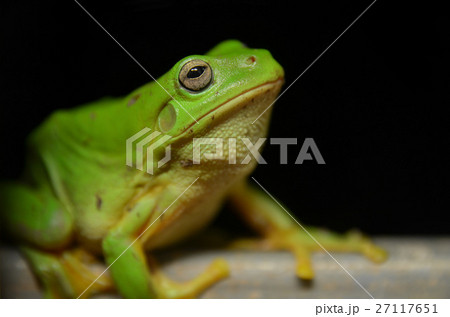 イエアメガエル イエアメガエル 27117651