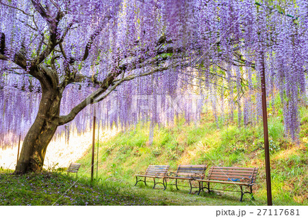 九尺ふじ 27117681