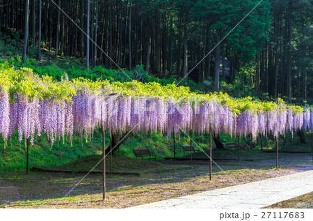 藤棚 27117683