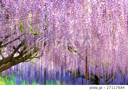 九尺ふじ 九尺ふじ 27117684