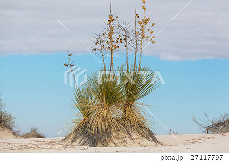 Yucca 27117797