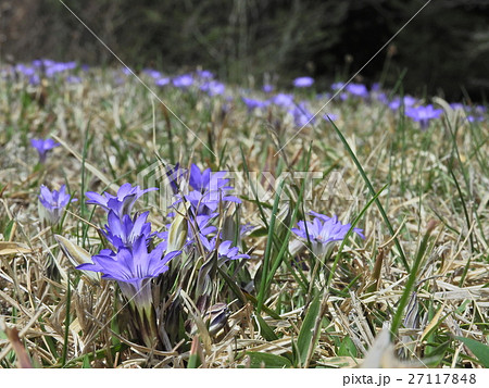 ハルリンドウの花畑 16年4月 岐阜県恵那市 の写真素材