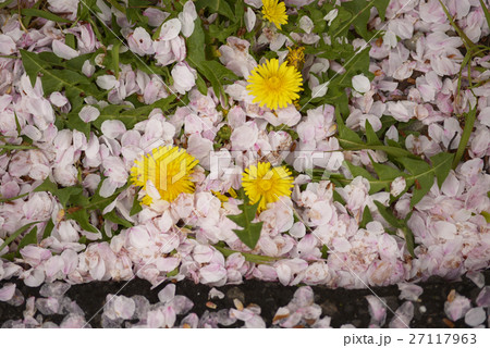 タンポポ　桜　ソメイヨシノ　散る　花びら　4月　季節　春 27117963