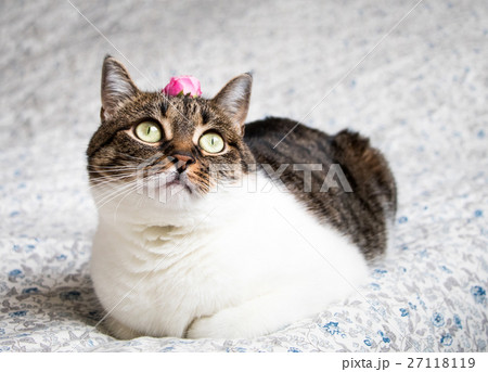 Romantic funny colored cat with rose on its head Romantic funny colored cat with rose on its head 27118119