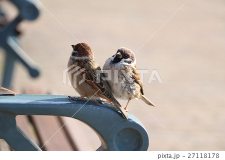 2羽の雀 27118178