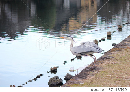 飛び立つアオサギ 27118590