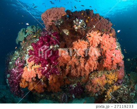 soft coral at raja ampat 27119233