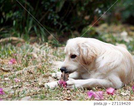 young cute lovely happy crossbreed puppy dog young cute lovely happy crossbreed puppy dog 27119420