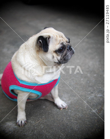 small white fat lovely handsome cute pug dog small white fat lovely handsome cute pug dog 27119485