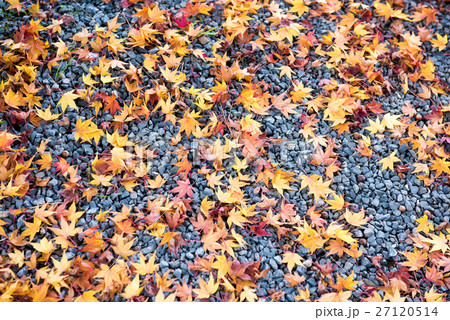 紅葉 (嵐山、京都、日本) 紅葉 (嵐山、京都、日本) 27120514