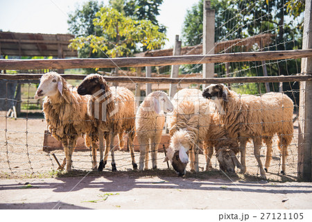 Group of sheep in farm Group of sheep in farm 27121105
