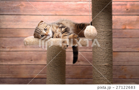 cats life is difficult cats life is difficult 27122683