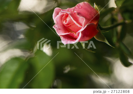 薔薇 バラ科 バラ 27122808