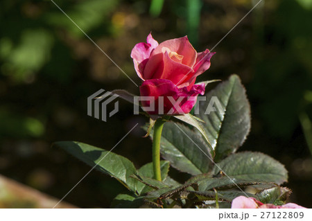 薔薇 バラ科 バラ 27122809