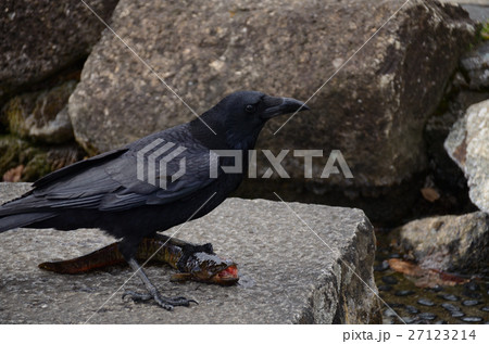 ハゼ・鯊を捕食しているハシボソガラス・嘴細烏 ハゼ・鯊を捕食しているハシボソガラス・嘴細烏 27123214