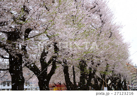 舞い散る桜の花びら 舞い散る桜の花びら 27123216