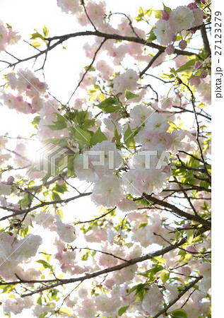 ウコンサクラ・鬱金桜 ウコンサクラ・鬱金桜 27123279