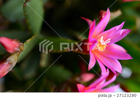 シャコバサボテン・蝦蛄葉仙人掌の花 シャコバサボテン・蝦蛄葉仙人掌の花 27123280