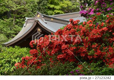 ツツジ・躑躅 ツツジ・躑躅 27123282