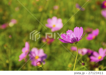 金鶏菊 ジャノメソウ 蛇の目草 27123411