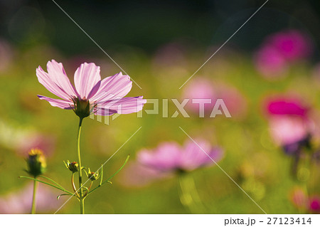 花 フラワー お花 27123414