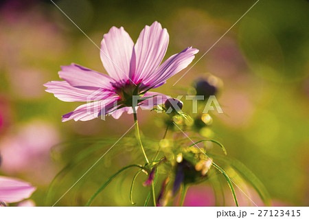 金鶏菊 ジャノメソウ 蛇の目草 27123415