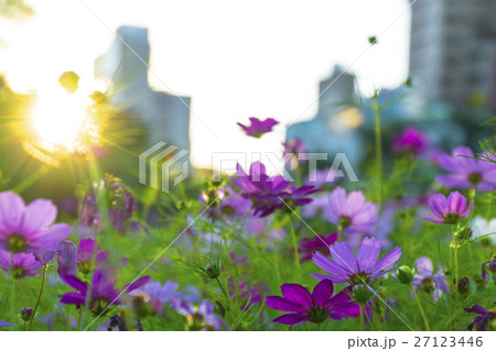 金鶏菊 ジャノメソウ 蛇の目草 27123446